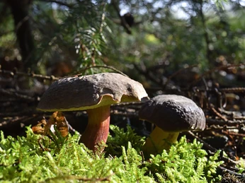 Wald im Osnabrücker Land Zwei Pilze stehen im Wald auf einem Bett aus grünem Moos, umgeben von Laub und Zweigen.Two mushrooms stand in the forest on a bed of green moss, surrounded by leaves and twigs.To svampe står i skoven på en bund af grønt mos, omgivet af blade og kviste.Twee paddenstoelen staan in het bos op een bedje van groen mos, omringd door bladeren en takjes.