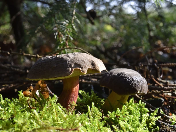 Wald im Osnabrücker Land Two mushrooms stand in the forest on a bed of green moss, surrounded by leaves and twigs.