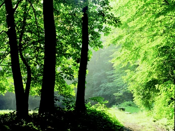 Wanderweg im Wiehengebirge Waldweg von Sonnenlicht durchflutet, umgeben von hohen Bäumen im Sommer.Forest path flooded with sunlight, surrounded by tall trees in summer.Skovsti oversvømmet af sollys, omgivet af høje træer om sommeren.Bospad overspoeld met zonlicht, omringd door hoge bomen in de zomer.