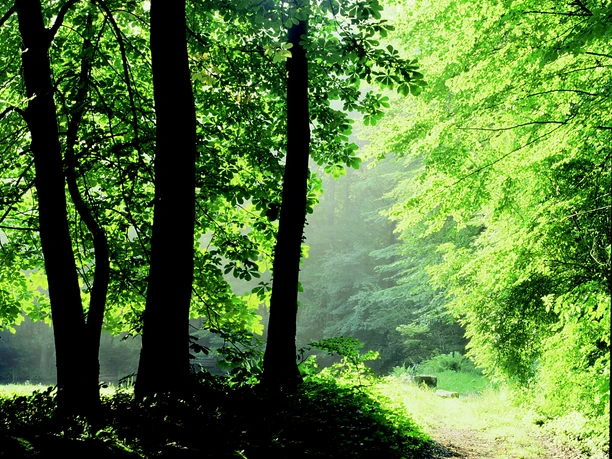 Wanderweg im Wiehengebirge Bospad overspoeld met zonlicht, omringd door hoge bomen in de zomer.
