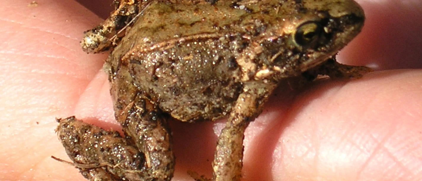 Moorfrosch_H-H.Stamer.jpg