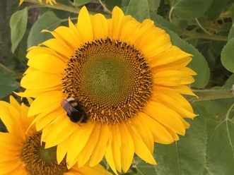 Hummel auf einer gelben Sonnenblume vor grünen Blättern.