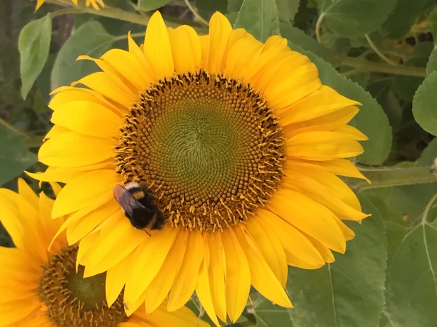 A bumblebee on a yellow sunflower against a backdrop of green leaves.