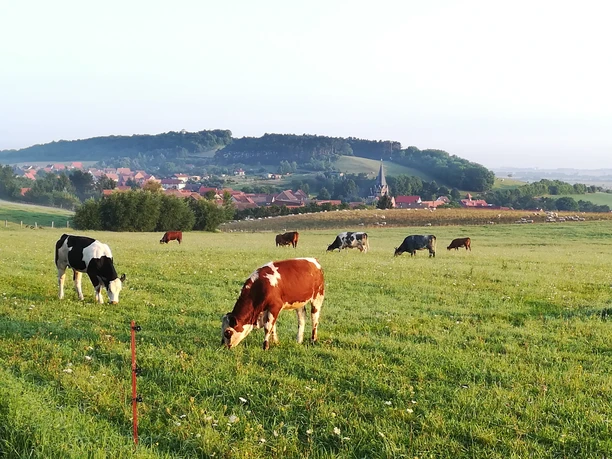 Morgenstimmung bei Benzingerode