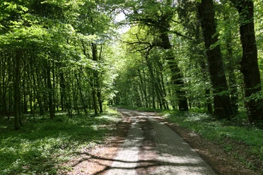 Sonniger Waldweg mit dichtem Grün und alten Bäumen bei Meyenburg.