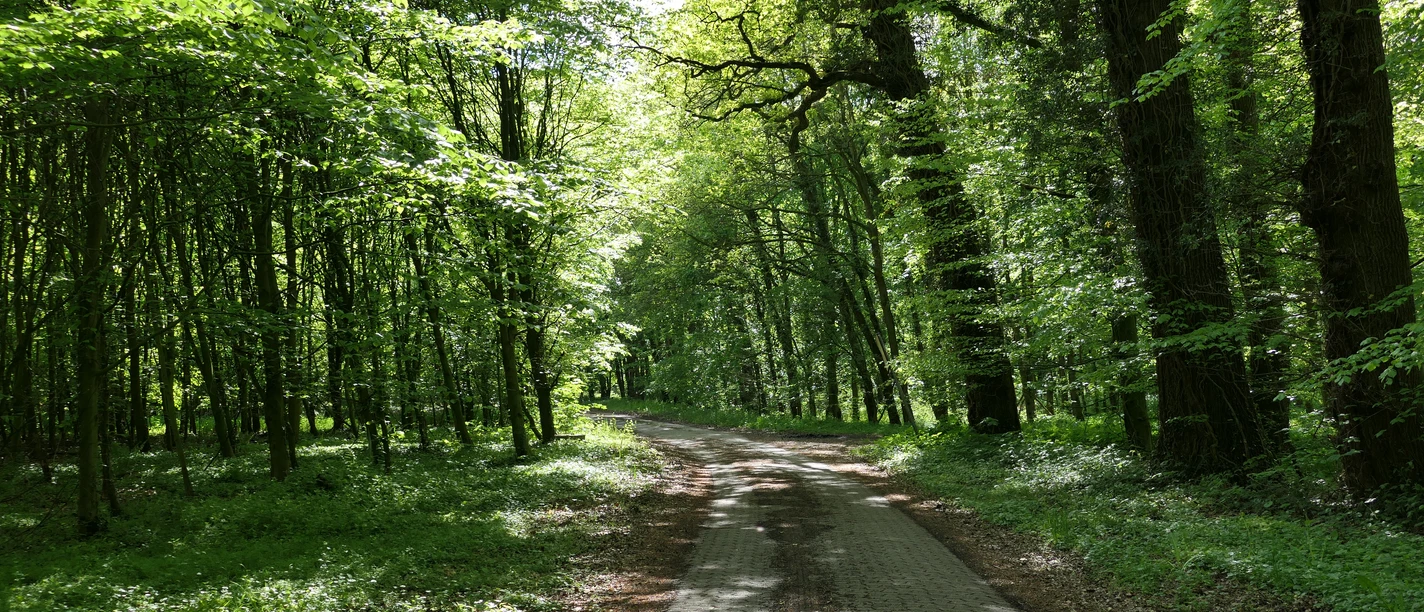 Sonniger Waldweg mit dichtem Grün und alten Bäumen bei Meyenburg.