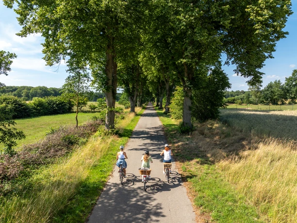 Drei Radfahrerinnen auf einer Allee bei Salem.
