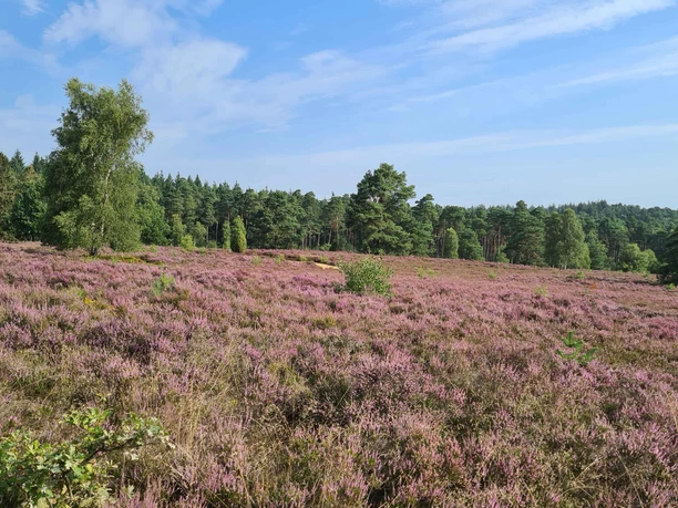 Heide Landschaft