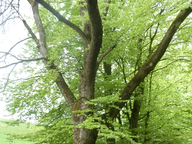 Beringhausen, NSG Brandiger Berg