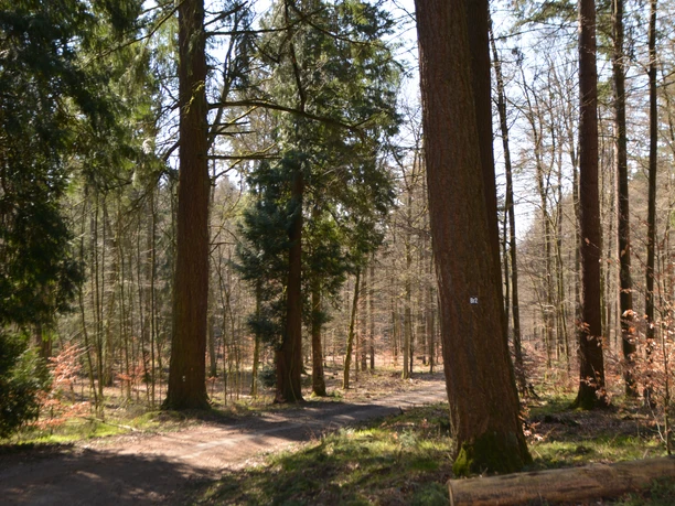 Bredelar, Naturschutzgebiet Forst Bredelar
