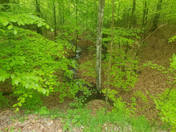 Bredelar, Naturschutzgebiet Forst Bredelar