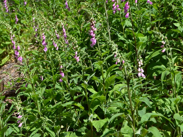 Obermarsberg, Naturschutzgebiet Forst Bredelar / Obermarsberger Wald