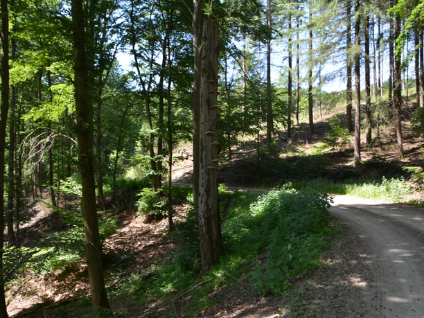 Obermarsberg, Naturschutzgebiet Forst Bredelar / Obermarsberger Wald