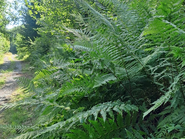 Wegesrand