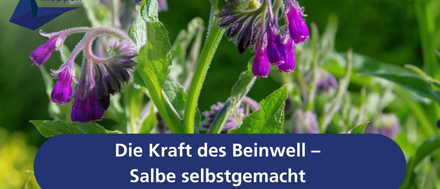 Die Kraft des Beinwell – Salbe selbstgemacht.png