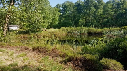 Der Moorpfad mit Moorteich