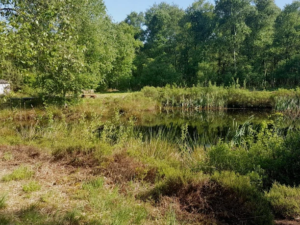 Der Moorpfad mit Moorteich