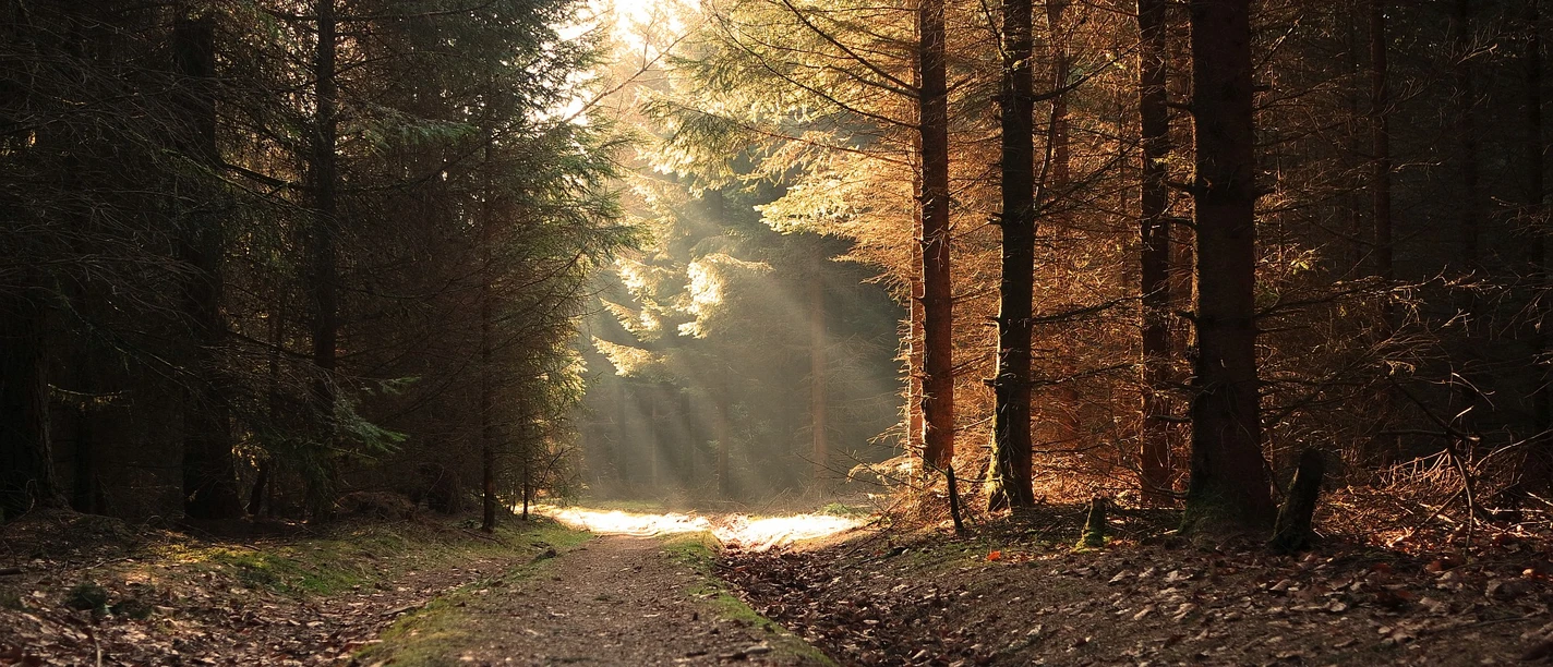 SWR Balver Wald 2016.03 Autor Jürgen Meller (5) web.jpg