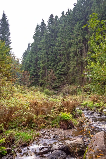 drei-taeler-tour-wald