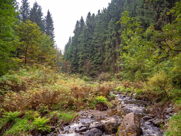 drei-taeler-tour-wald