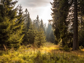 drei-t-ler-tour-themenwanderweg-bad-harzburg-wandern-im-harz-baumwipfelpfad-radauwasserfall-eckertalsperre-01