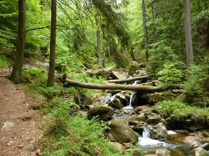 Waldweg mit Bach