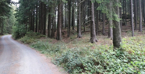 waldweg-stiefmutterklippen
