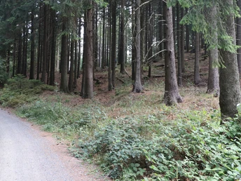 waldweg-stiefmutterklippen