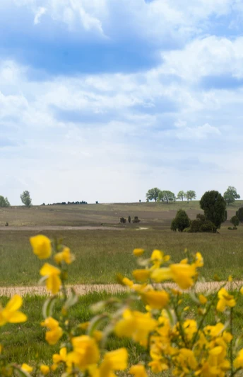 weite-heidelandschaft-lueneburger-heide