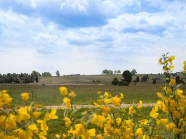 weite-heidelandschaft-lueneburger-heide