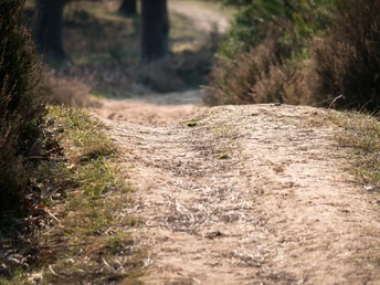 typischer-heideweg-lueneburger-heide