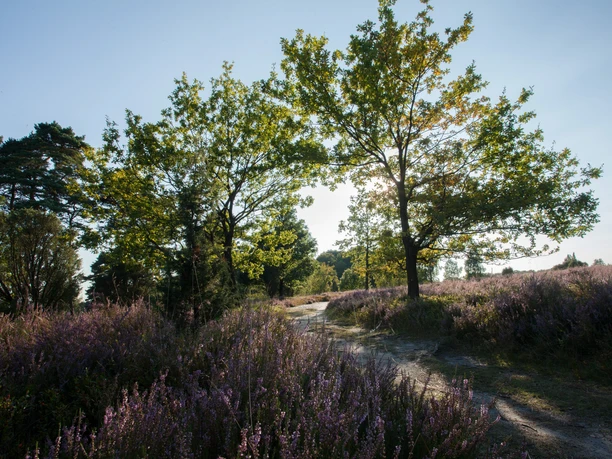 Idylle Lüneburger Heide