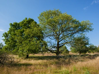 Urige Landschaft Wilsede