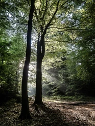 wald-erholung-heide