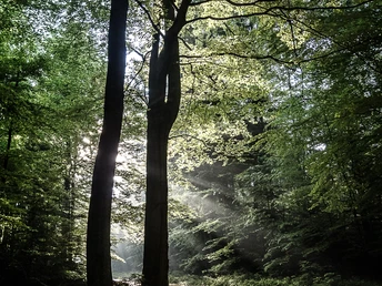 wald-erholung-heide