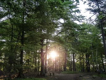 wald-sonne-erholung-heide
