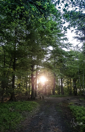 wald-sonne-erholung-heide