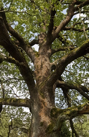 kletterbaum-lueneburger-heide-bispingen