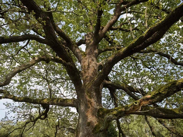 kletterbaum-lueneburger-heide-bispingen