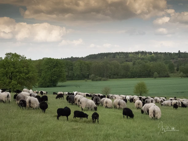 grasende-heidschnucken-bispingen