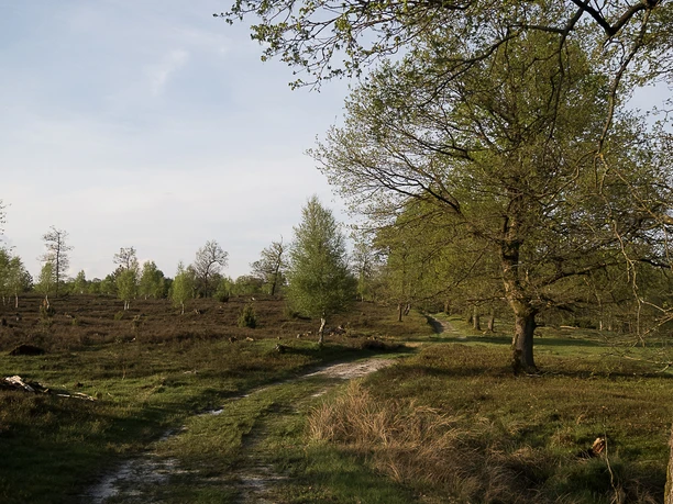 heide-wanderung-bispingen
