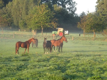 pferde-weide-volkwardingen