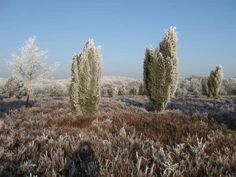 wacholder-heide-winter-haverbeck