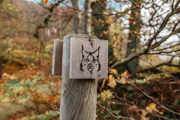 luchstour-bad-harzburg-premiumwanderung-harz-wanderung-bad-harzburg-wandern-im-harz-02