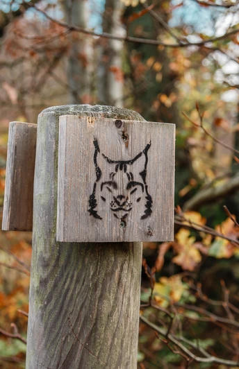 luchstour-bad-harzburg-premiumwanderung-harz-wanderung-bad-harzburg-wandern-im-harz-02