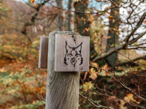 luchstour-bad-harzburg-premiumwanderung-harz-wanderung-bad-harzburg-wandern-im-harz-02