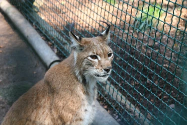 Der Luchs