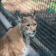 Der Luchs