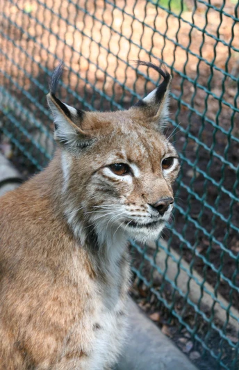 Der Luchs
