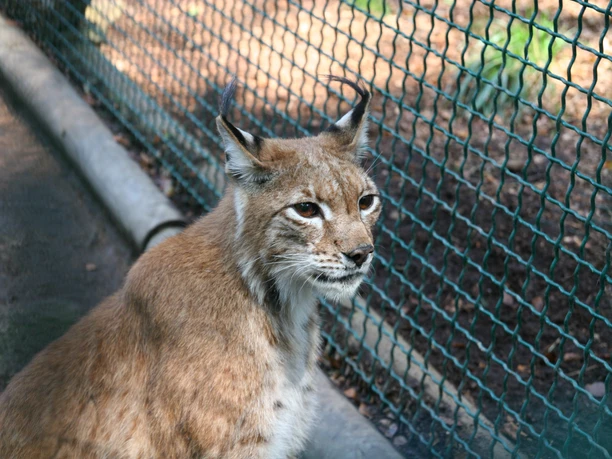 Der Luchs